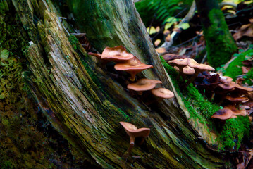 mushrooms at a natural environment inside a forest at autumn season