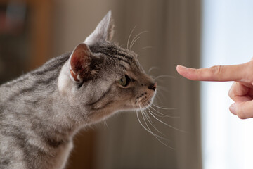 猫と人のコミュニケーション　サバトラ猫