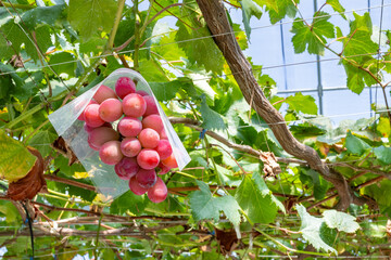 高級ぶどう　クイーンルージュのぶどう棚