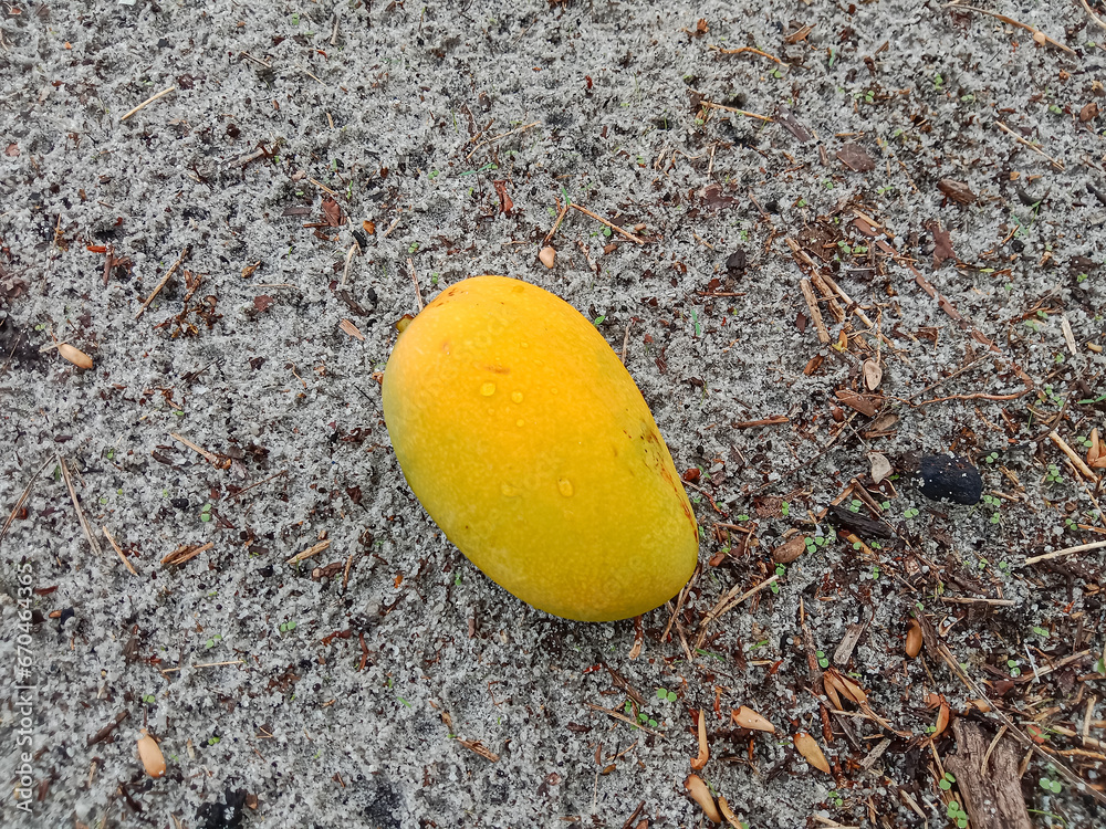 Wall mural Ripe mango fruit. Mango that has fallen out of a tree. Mango fruit on the ground. Flat lay, Top view.