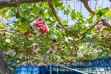 高級ぶどう　クイーンルージュのぶどう棚