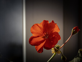 red flower under sunlight