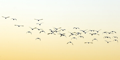 Flock of birds at sunset, Kaziranga National Park, UNESCO World Heritage Site, Assam, India