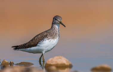 Green Sandpiper (Tringa ochropus) is usually found near freshwater. living in smaller bodies of water such as streams and ponds.