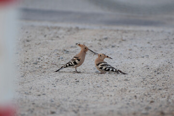 A male eurasian hoopoe feeding a female eurasian hoopoe in the ground