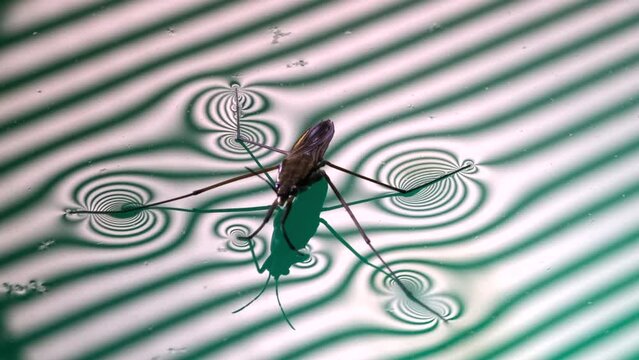 Water Strider on Water Surface showing change of  Surface tension pattern 