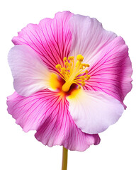 Naklejka premium fantasy flower in photo look in pink purple orange color on transparent background