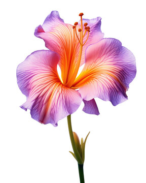 fantasy flower in photo look in pink purple orange color on transparent background