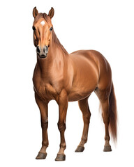 a brown horse on transparent background