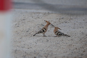 A male eurasian hoopoe feeding a female eurasian hoopoe in the ground