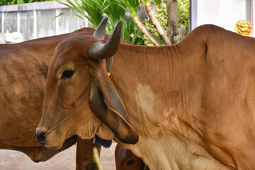 images of dairy and beef cattle of different breeds grazing in a neighborhood outside the farm during the day