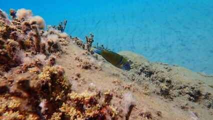 Ornate wrasse (Thalassoma pavo) undersea, Aegean Sea, Greece, Halkidiki