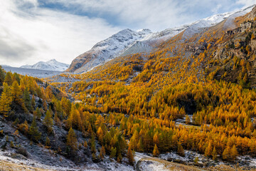 forest of yellow colored European larches (Larix decidua) and Mattmark damm in autumn in Saas Almagell, Valais