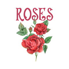 Roses, Beautiful Watercolor Rose Flower Illustration, Roses T-shirt Design, Valentine Design