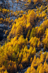 forest of yellow colored European larches (Larix decidua) in autumn in Saastal, Valais