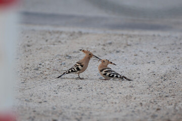 A male eurasian hoopoe feeding a female eurasian hoopoe in the ground