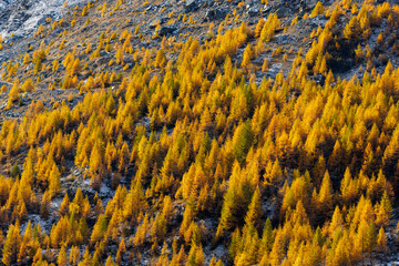 forest of yellow colored European larches (Larix decidua) in autumn in Saastal, Valais