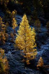 European larch (Larix decidua) in autumn in Valais