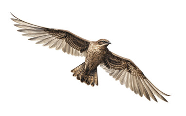 Common Nighthawk Bird Information on Transparent background