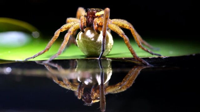 Water spider with cocoon reflecting on the water surface 