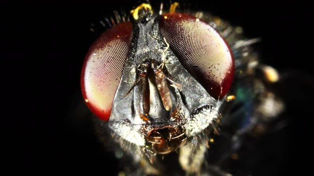 Housefly Close Up revealing complex eye structures, feelers and proboscis 