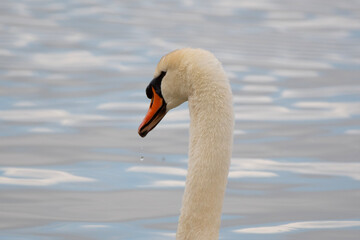 Fototapeta premium Portrait of a mute swan with water drop under the beak in a lake