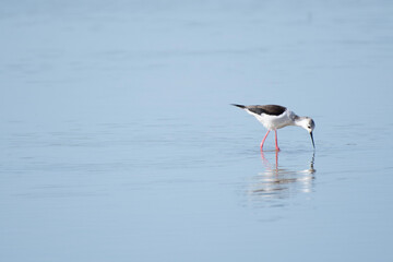 Black-winged stilt eating in blue water background wetland