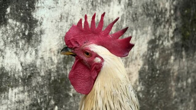 Closeup of a curious rooster