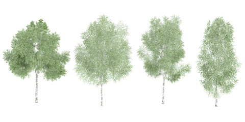 Fototapeta premium Silver birch trees with transparent background, 3D rendering, for illustration, digital composition, architecture visualization