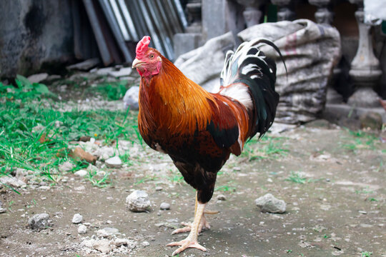 photo of a dashing rooster in the yard
