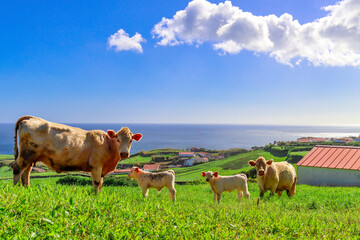 Farm animal near ocean. Thoughtful awareness of dairy industry. Ethical animal farming. Symbol of...