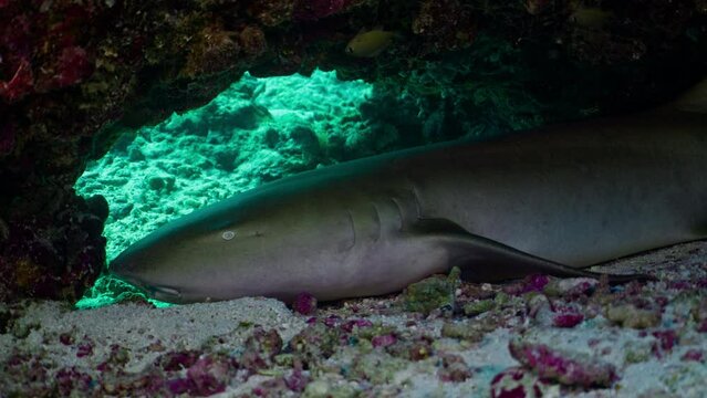 A close-up view of a Tawny Nurse Shark resting under a coral outcrop at Lady Elliot Island, Coral Sea.