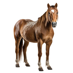 Naklejka premium horse isolated png. Full body horse png. Brown horse png. Horse isolated. Horse. Animal