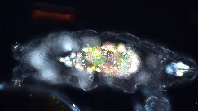 Tardigrade in polarised light under the microscope revealing bright crystals in its stomach