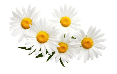Daisy Flowers Petals of Beauty on Transparent background