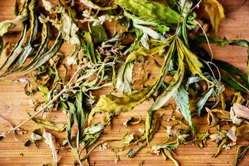 a handful of natural dried mustard-colored cannabis leaves lie on a wooden board marijuana herb for medicinal purposes and pacification