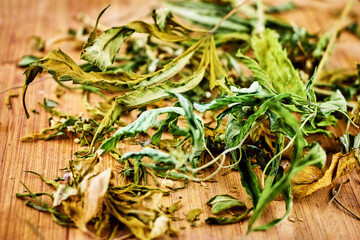 a large number of dry cannabis leaves lie on a wooden board, hemp for euphoria