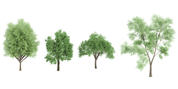Birch,Cottonwood,Elm Trees isolated on white background, tropical trees isolated used for architecture