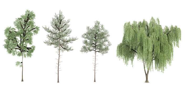 Jungle Pinus pinaster,Willow,Loblolly pine trees shapes cutout 3d render set