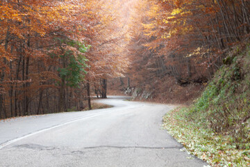Street in autumn