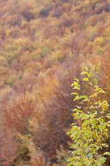 Woods in autumn