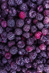 Forest purple blackberry close-up, picked berries