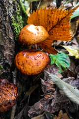 Mushrooms in the autumn forest after the rain, fallen leaves and green moss