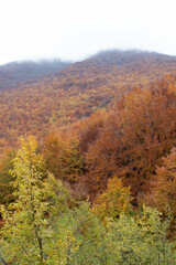 Woods in autumn