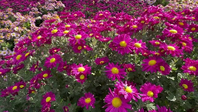 Bright pink chrysanthemums flowers grow in the park. For video presentation, advertising.	