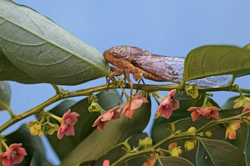 An evening cicada is looking for food in the bushes. This insect has the scientific name Tanna...