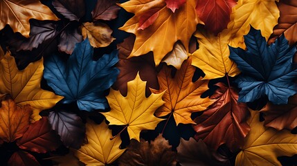 Fototapeta premium A Multicolored bunch of Maple leaves that are lying on the ground together. Autumn leaves the background. Color of autumn fall leaves on the ground background.