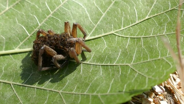 An unusual family. This female wolf spider (Pardosa sp.) carries and protects 50 of her children until they come of age, and then dies from exhaustion - parental care, procreation behaviour