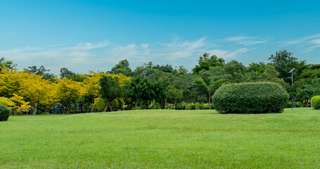 Beautiful grass field and tree with blue sky. Countryside landscape view background