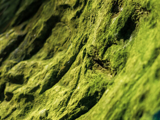 creative idea for background. ancient stone overgrown with green moss